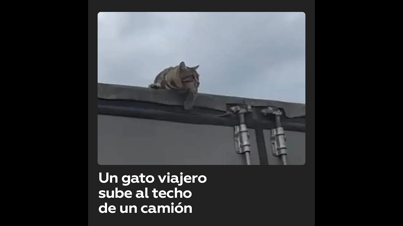 Gato salta desde la ventana a un camión y se va de viaje