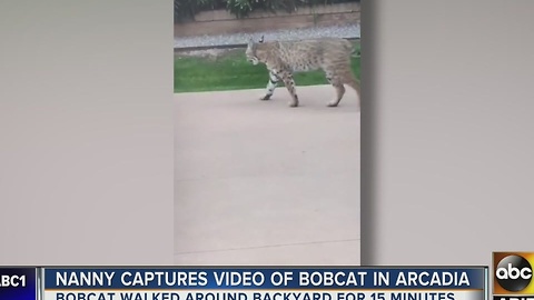 Meow! Bobcat found in Arcadia community!