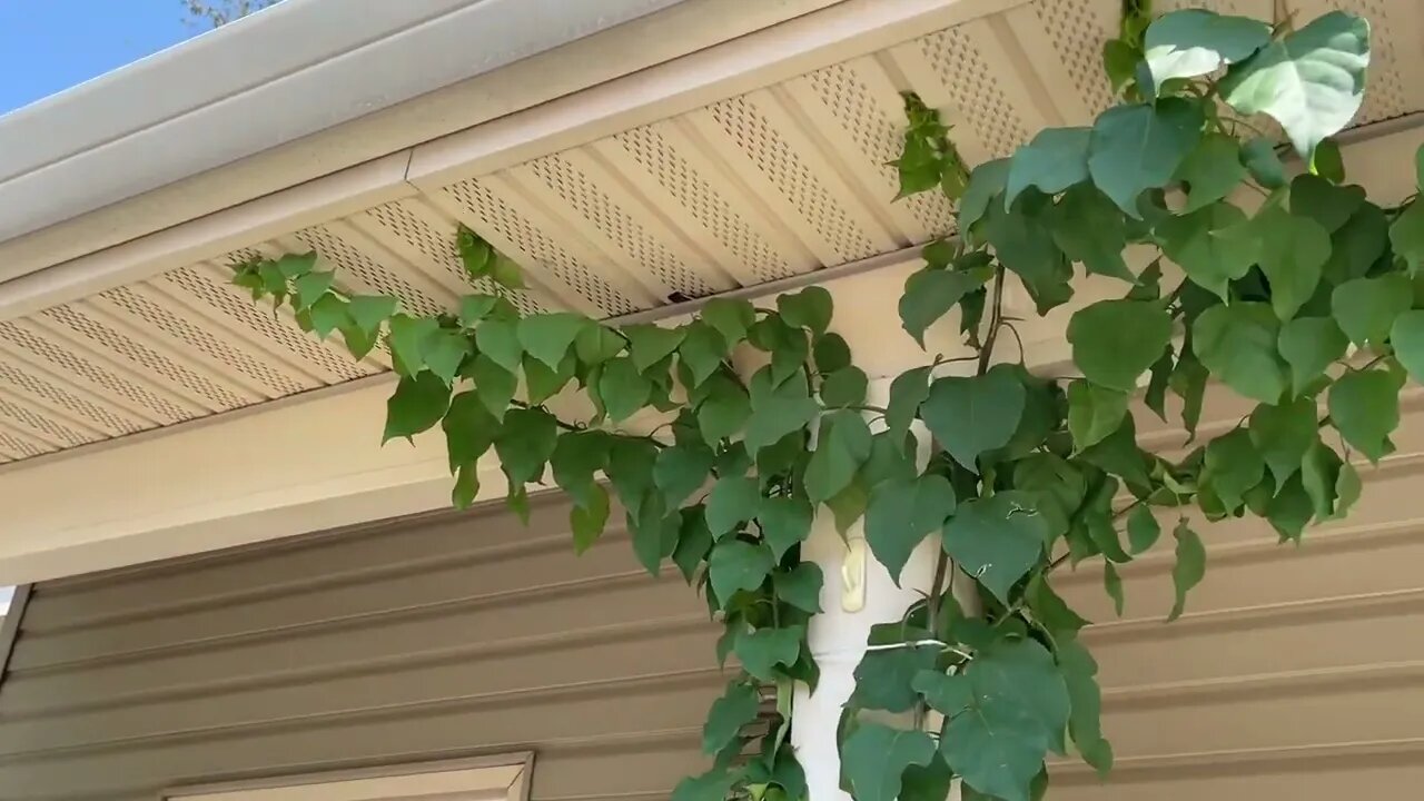 How to grow, train and Beautify your home with climbing Bouganvillea