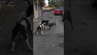 Familia Amstaff #shorts #viral #viralvideo #foryou