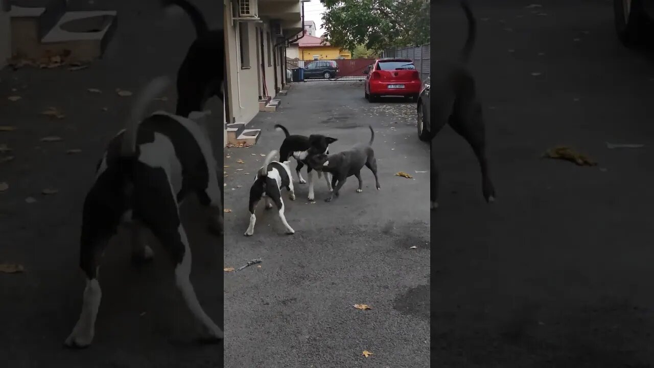 Familia Amstaff #shorts #viral #viralvideo #foryou