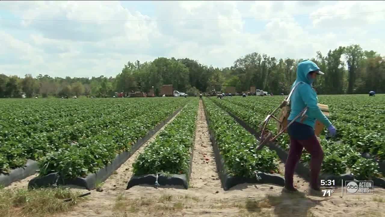 Polk County nonprofit push to get migrant farm workers access to COVID-19 vaccine