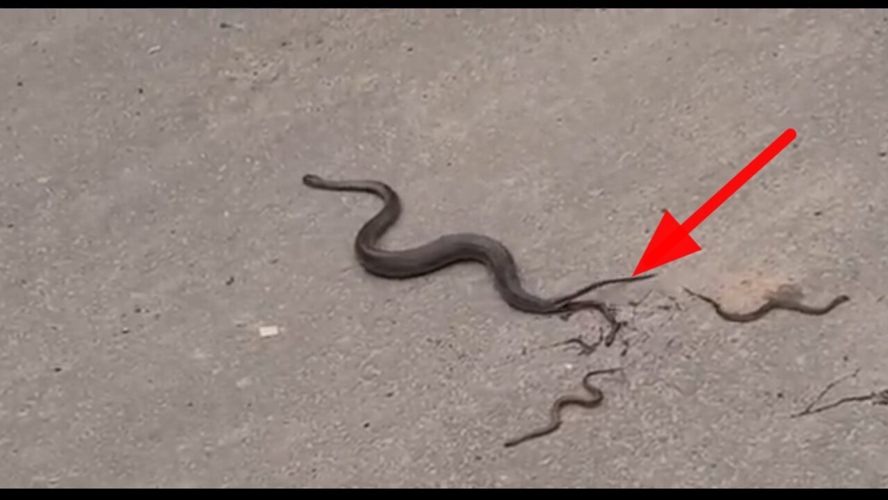 Miracle Snake giving birth [Not Eggs] Baby Snakes