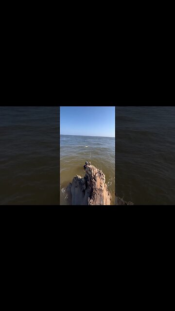 Insane Feeding Frenzy Next To Floating Log At Beach #dinosaursalive #alligatorgar #animals #bass