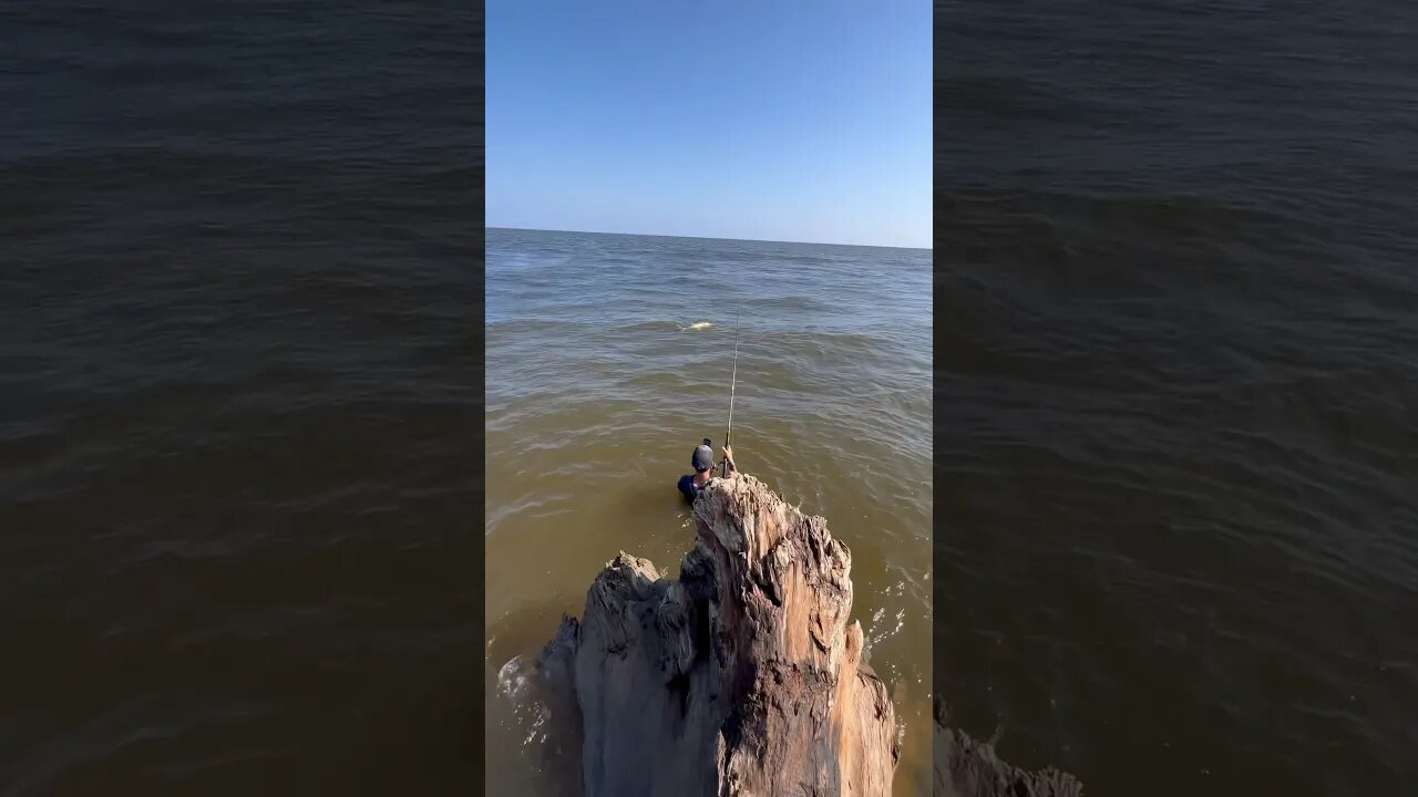 Insane Feeding Frenzy Next To Floating Log At Beach #dinosaursalive #alligatorgar #animals #bass