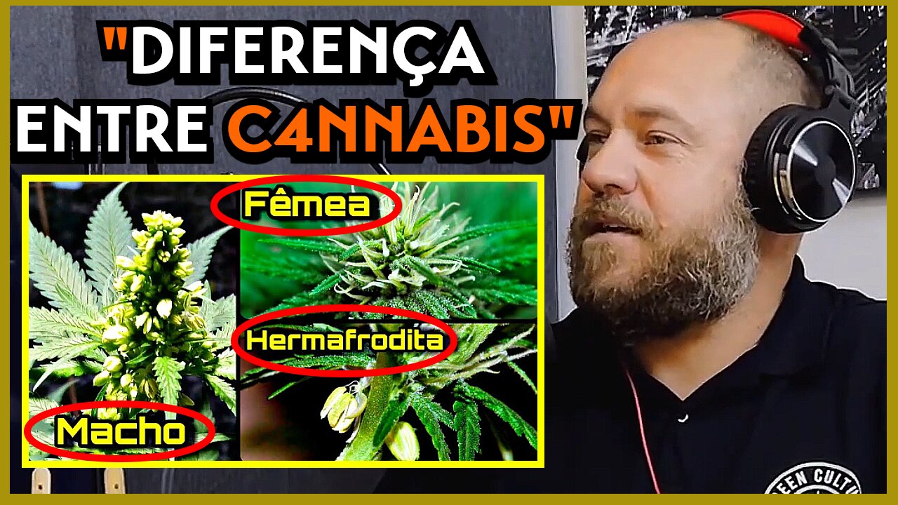 Diferença entre as Cannabis macho, fêmea e hermafrodita - Na Malacast (Talk)