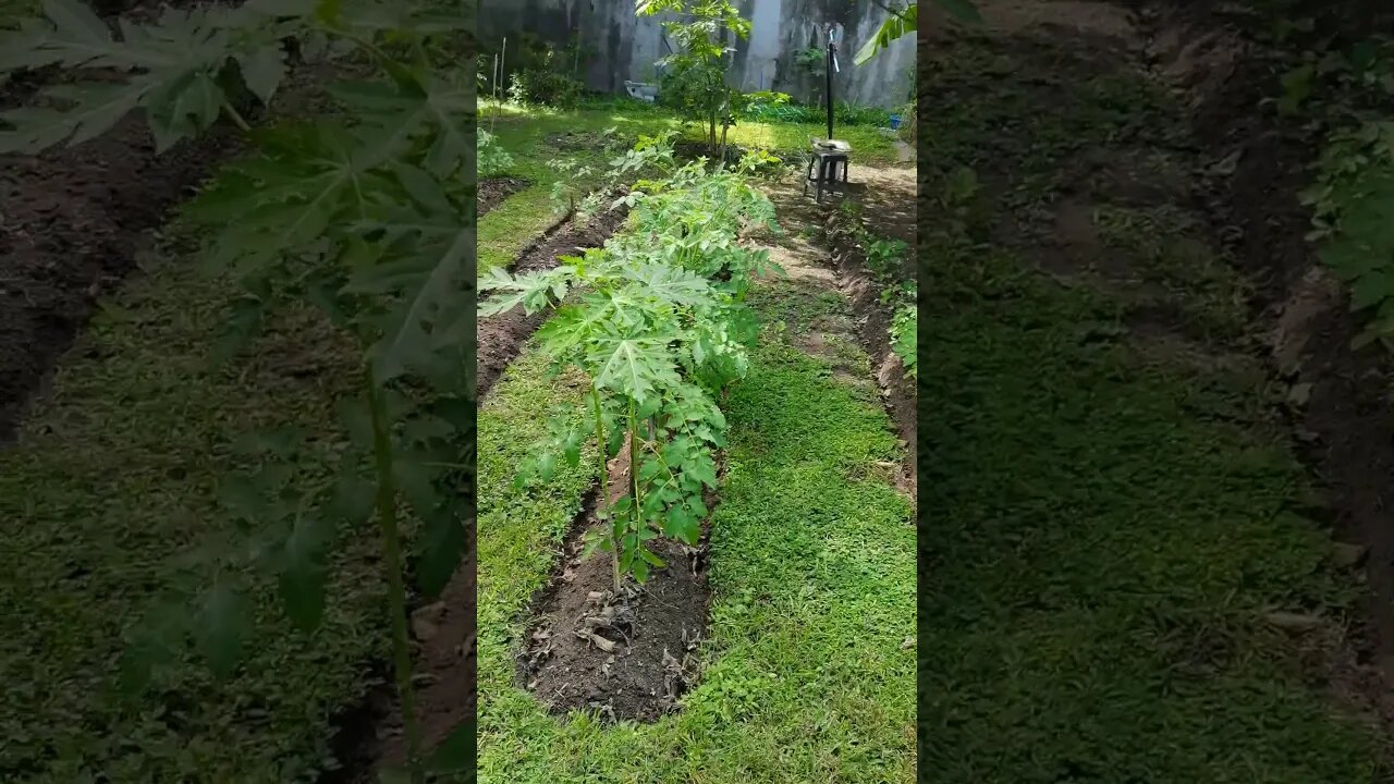 Amazing Backyard Hemp Tour: Create Soil, Good Compost, & Intensive Growth Urban Garden