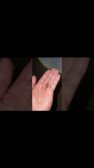 Smallest Summer Flounder ever!!!