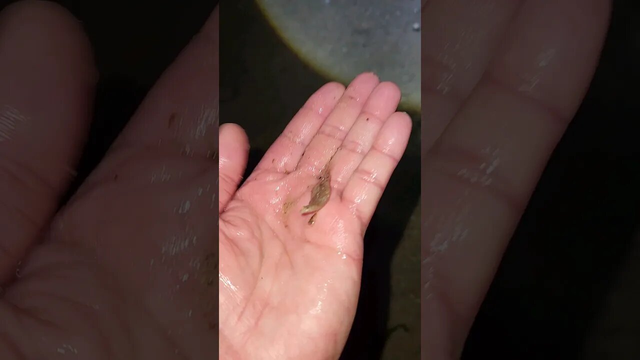 Smallest Summer Flounder ever!!!