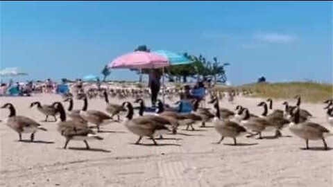 Hundreds of geese invade beach to surprise sunbathers