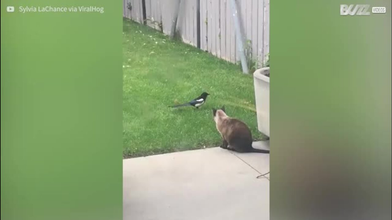 Cet oiseau picore la queue d'un chat