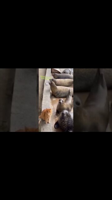 SHORT DAY: TAPINHA NÃO DÓI