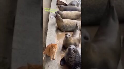 SHORT DAY: TAPINHA NÃO DÓI