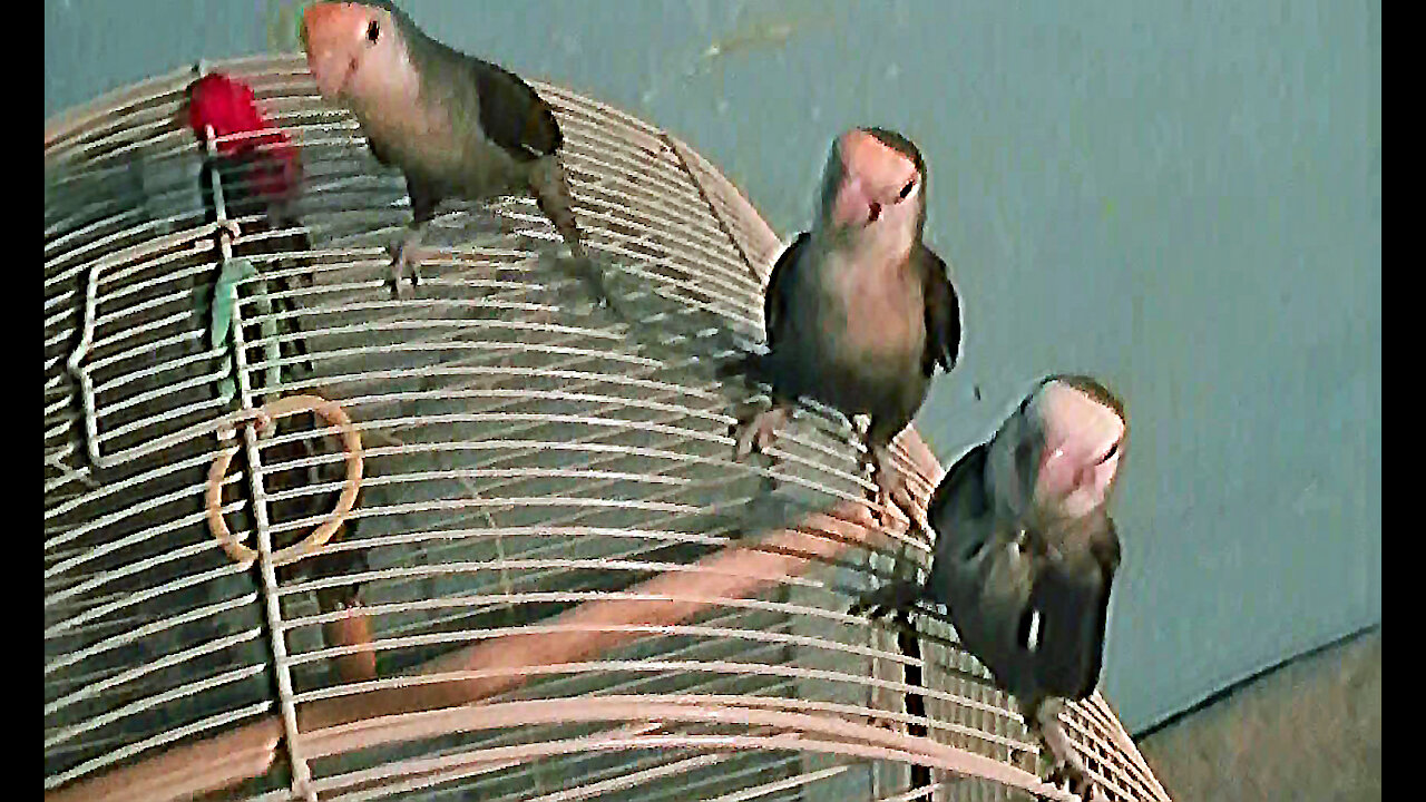 IECV PBV #41 | 👀 Kiwi, Pearl, Daisy, Peanut, Buttercup All In One Video 8-2-2015