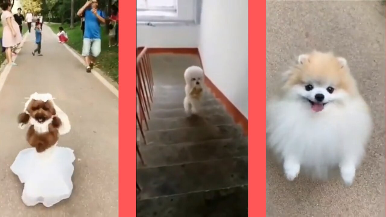 😁🥰Funny Dogs And Cute Puppies | Soooo Cute...😂 🙉 😜 🐕