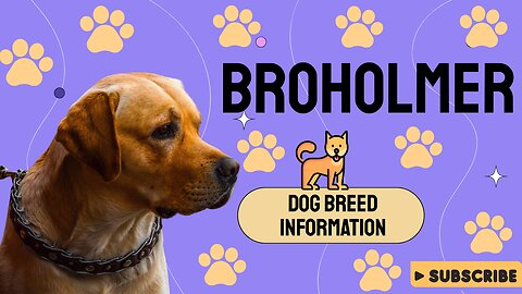 Comprehensive Guide to the Broholmer: Majestic Guardian and Gentle Giant