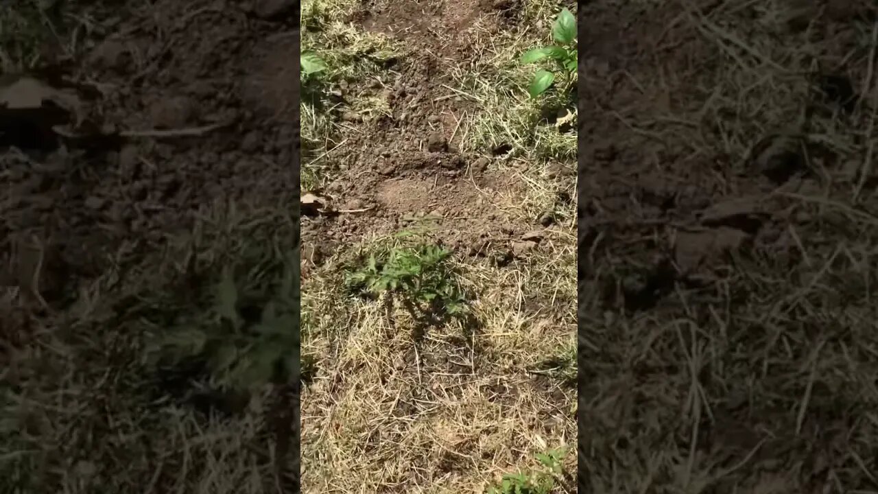 Garden Done
