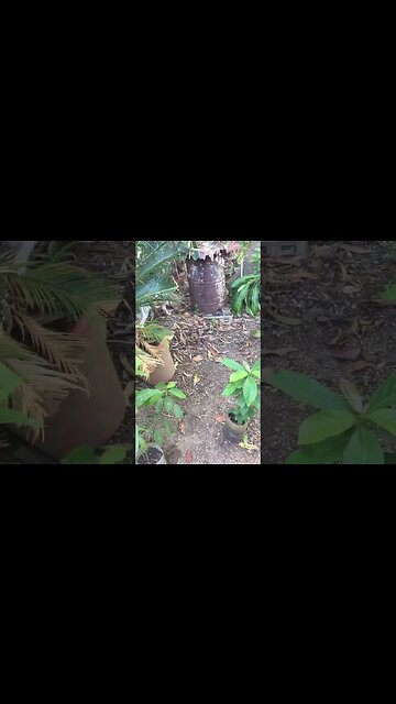 Brother and sister playing around