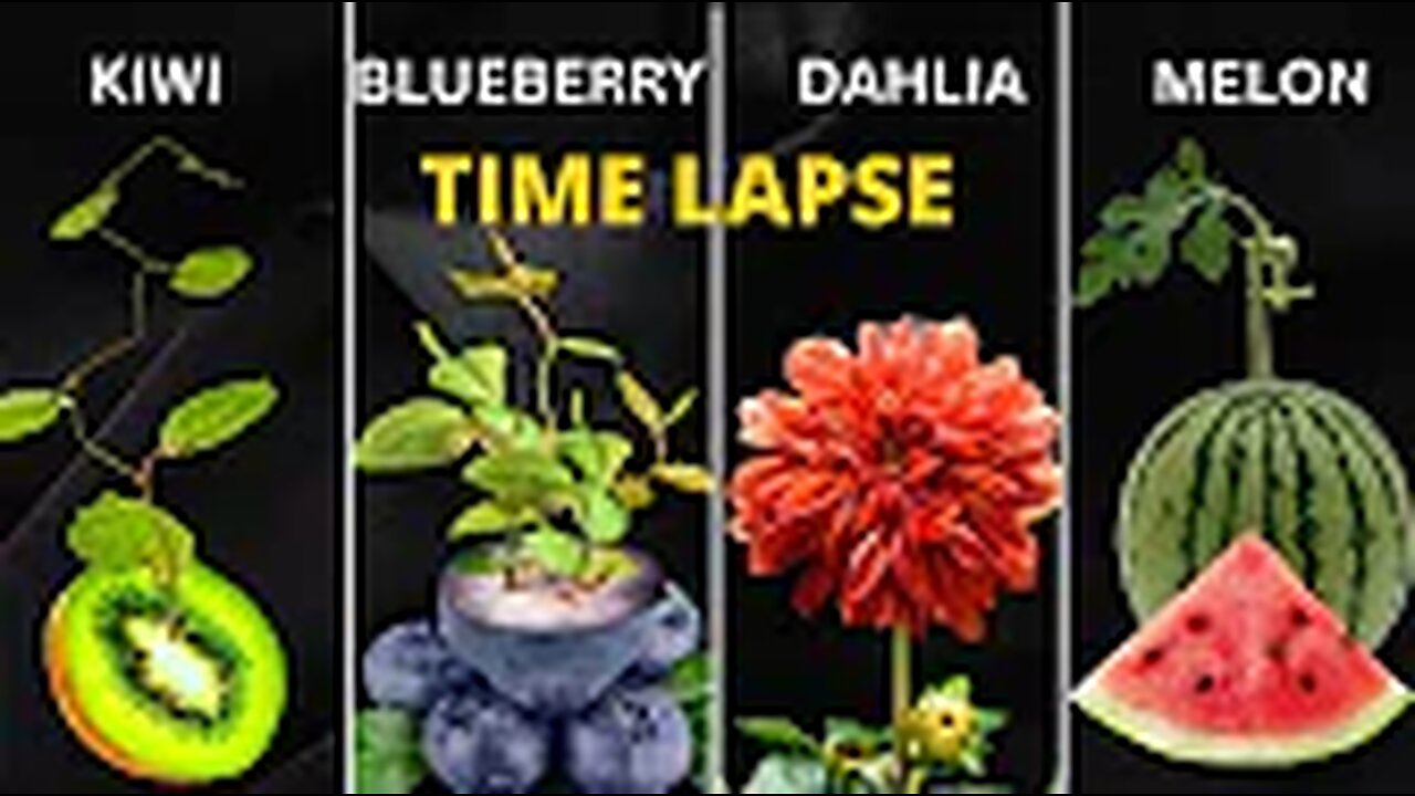 1087 Days in Just 30 Minutes - Growing Plant Time Lapse COMPILATION(720P_HD)