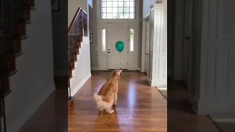 Dog playing with Balloon part 2 #viral #funnyvideo