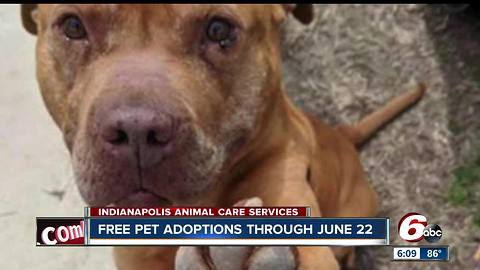 Adopt some love for FREE from IACS through June 22