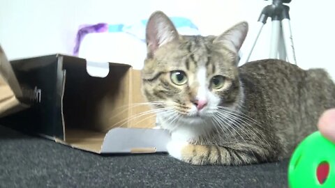 Kitten Guards the Toys in a Box