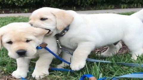 Funniest & Cutest Labrador Puppies #2 - Funny Puppy Videos