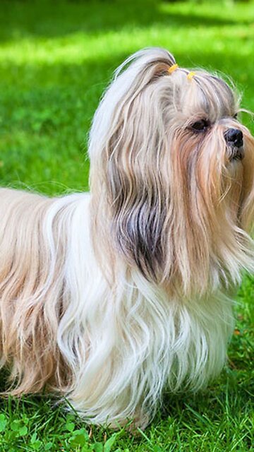 small dog ,little dog,Funny puppy,Cute puppy,puppies dogs,dogs,loyal dog,Cute animals,Funny animals.