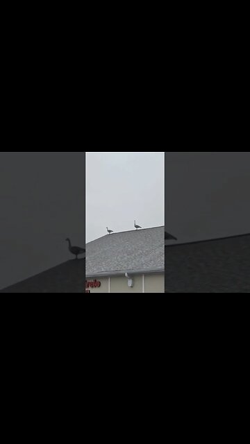 The Two Smartest Birds Ever!