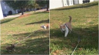 Gatto porta a spasso un cagnolino