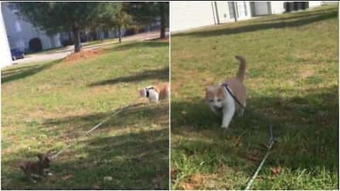 Gatto porta a spasso un cagnolino