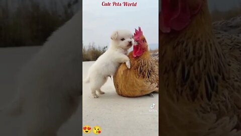 Pute Puppy With a Hen #funny #tiktok #shorts #puppy