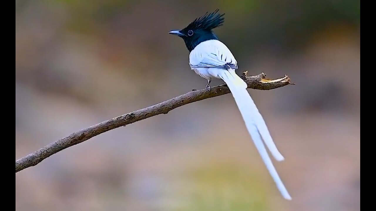 Indian paradise flycatcher.