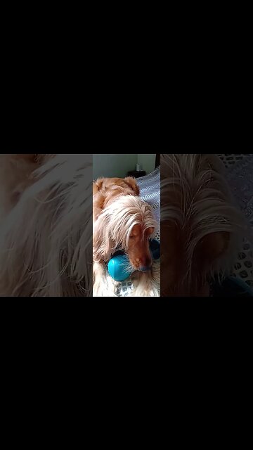 #dogshow , #animals , #dogs , #shorts