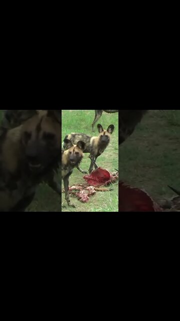 Painted Wolves Eat A Nyala #shorts