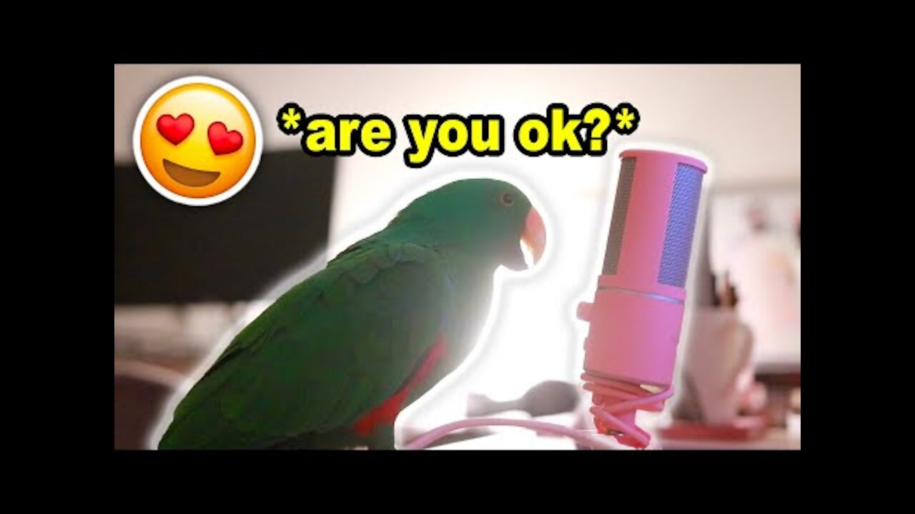 Amazing 5 minutes of a parrot talking