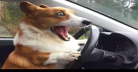 Funny Animals- - Best Of The 2020 Funny Animal Videos