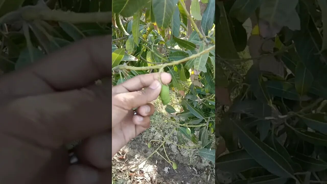 little mango #mango #asaadalitech #shots