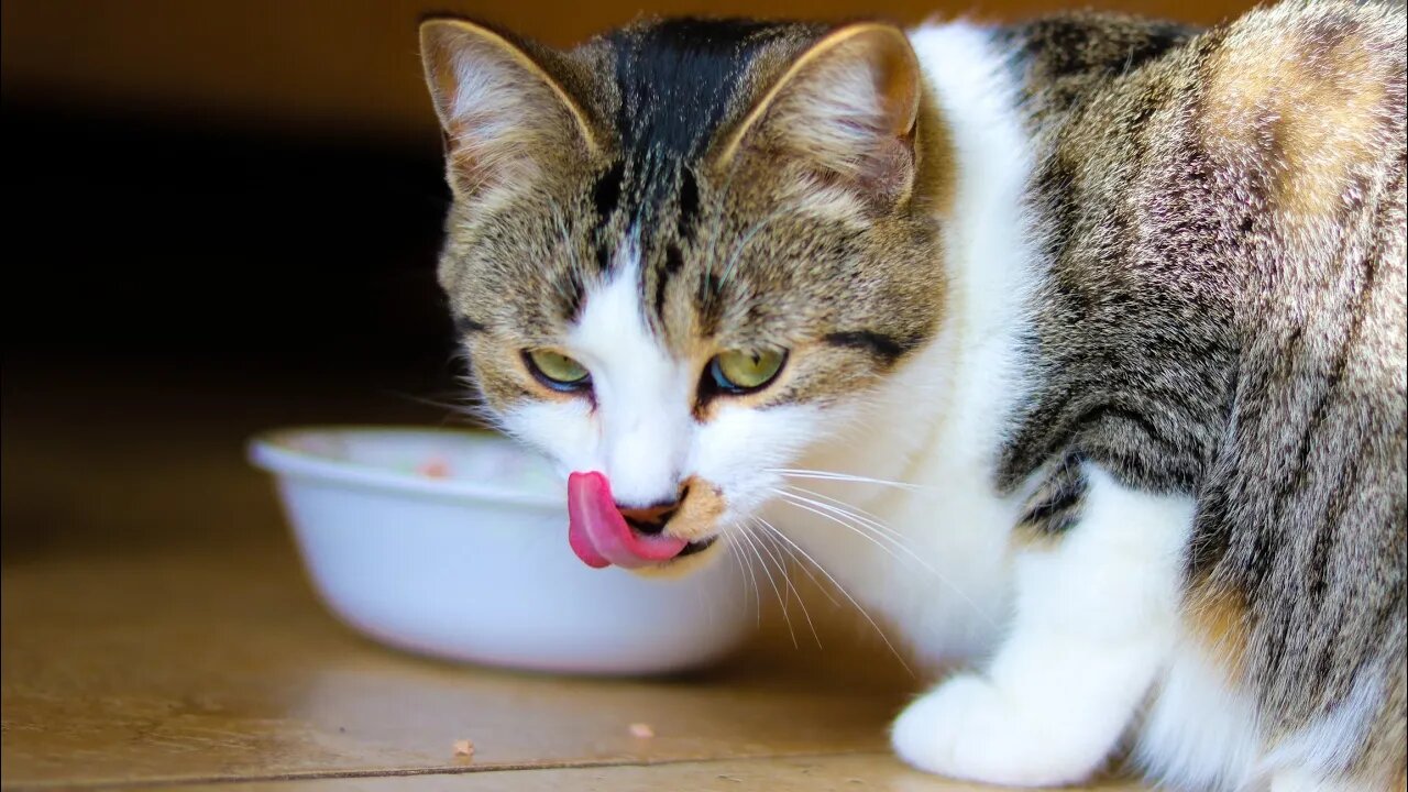 Funny Cats! 😹 This Cat Is Eating GOOD and Just Completely Unbothered! 🍽 (#132) #Clips