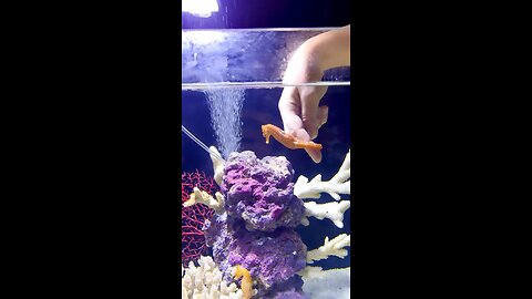 Feeding Food to Sea Horse