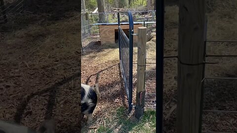 Play time🐷🌱 #pasture #kunekune #farming #farmlife #homestead #fy #fyp #grass