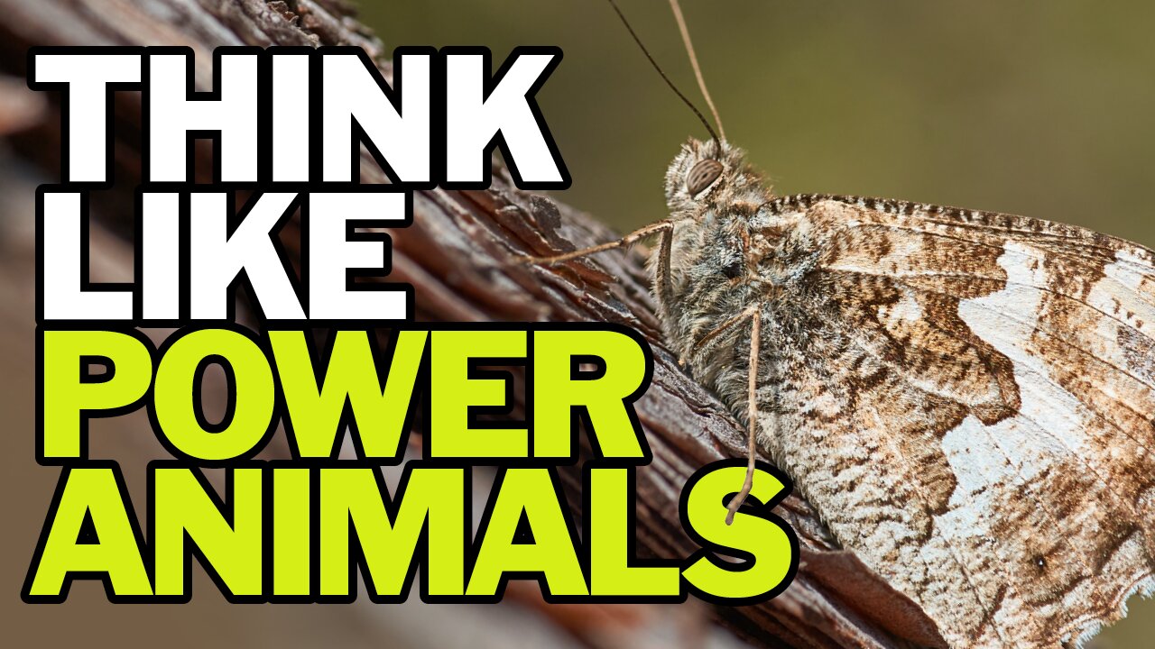 Think Like Power Animals