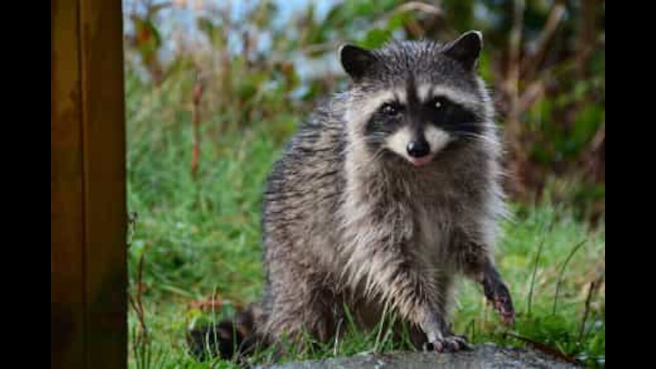 Adorable raccoon approaches police officer for brownie