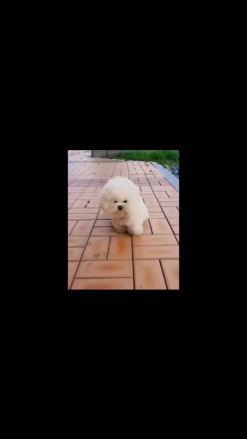 A Pomeranian that can withstand strong winds #shorts