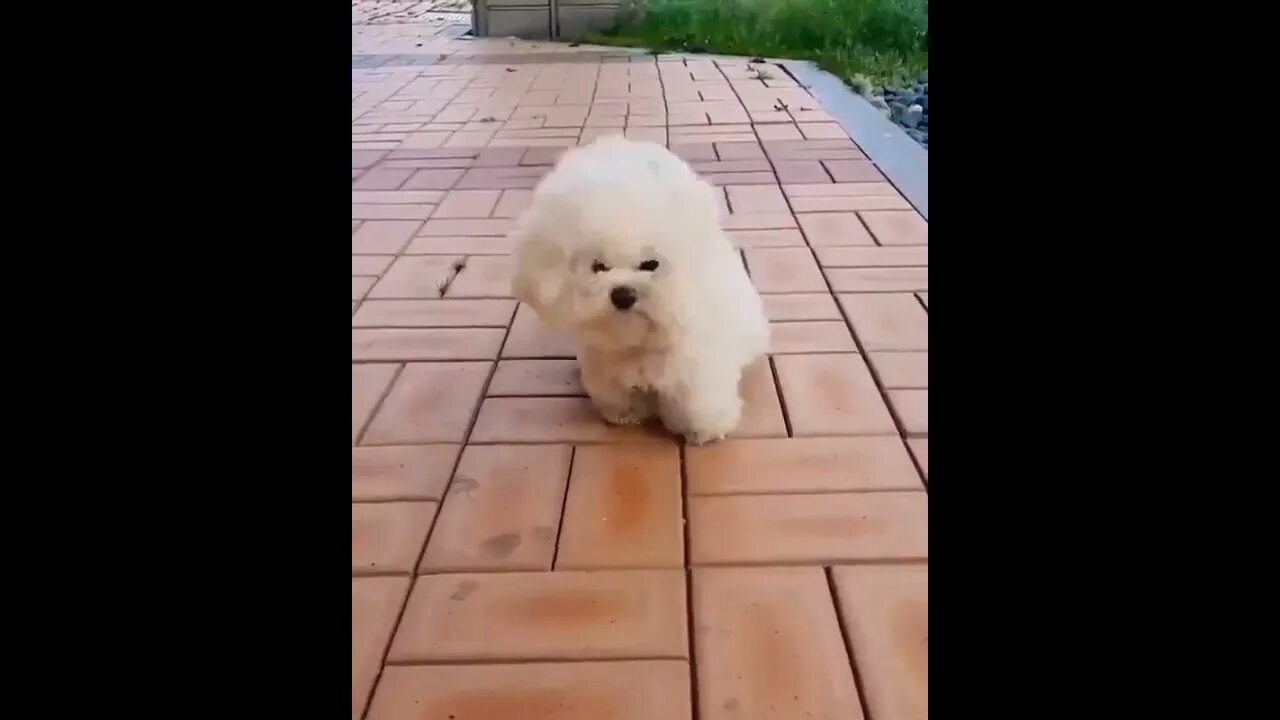 A Pomeranian that can withstand strong winds #shorts