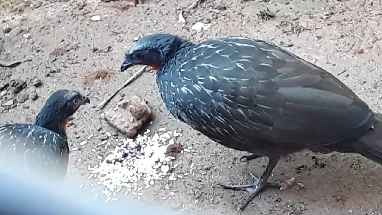 Jacu em busca de comida Jacuaçu Penelope aves craciformes, jacuguaçu, guans