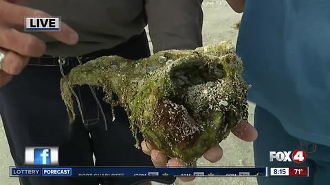 Sanibel Sea School teaches importance of marine life in Southwest Florida - 8am report