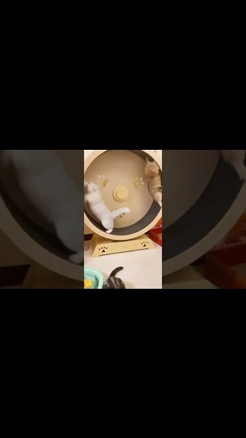 1Min Animal World #dogs #cats #pet