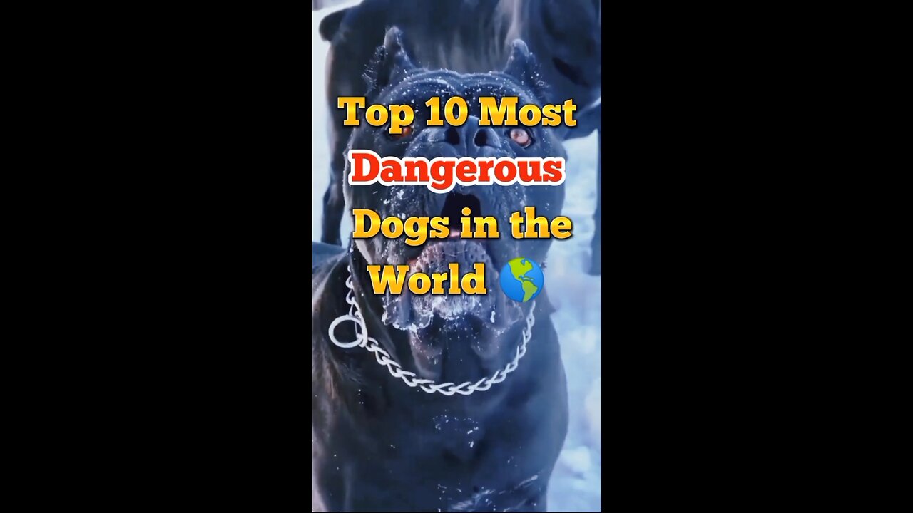 Top 10 Most Dangerous dogs in the world😤