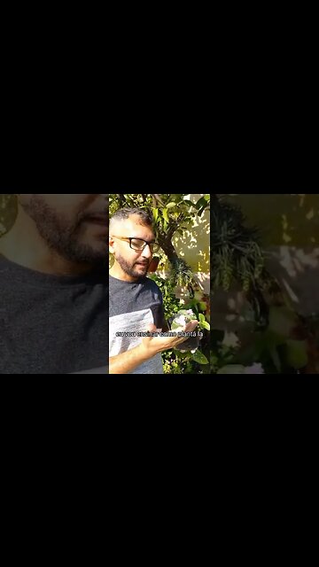 Suculenta Veludo Branco #shorts